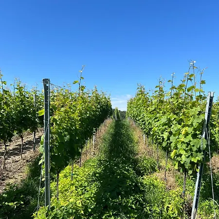 La Maison Kaiserstuhl Mit Sauna Ferienhaus *